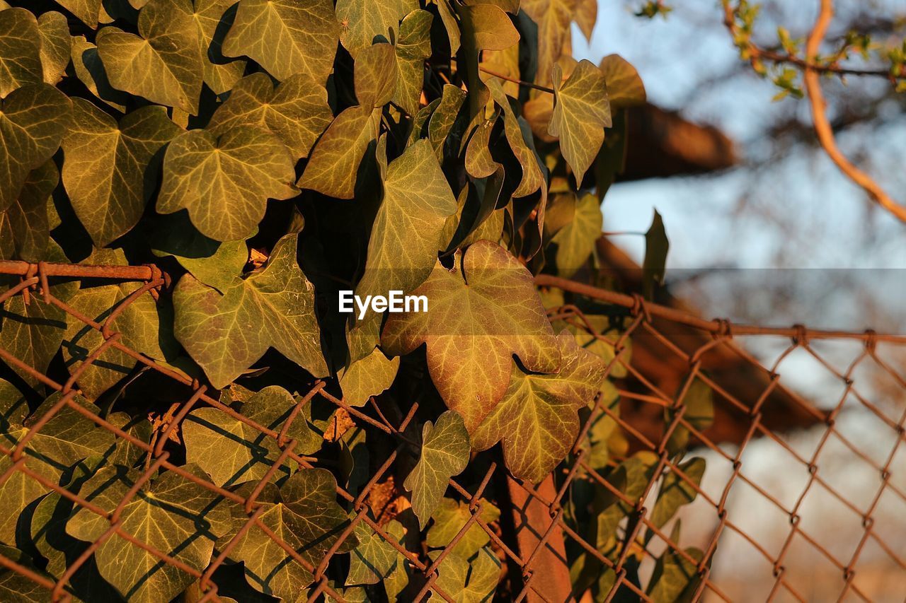 Close-up of dry leaves on plant