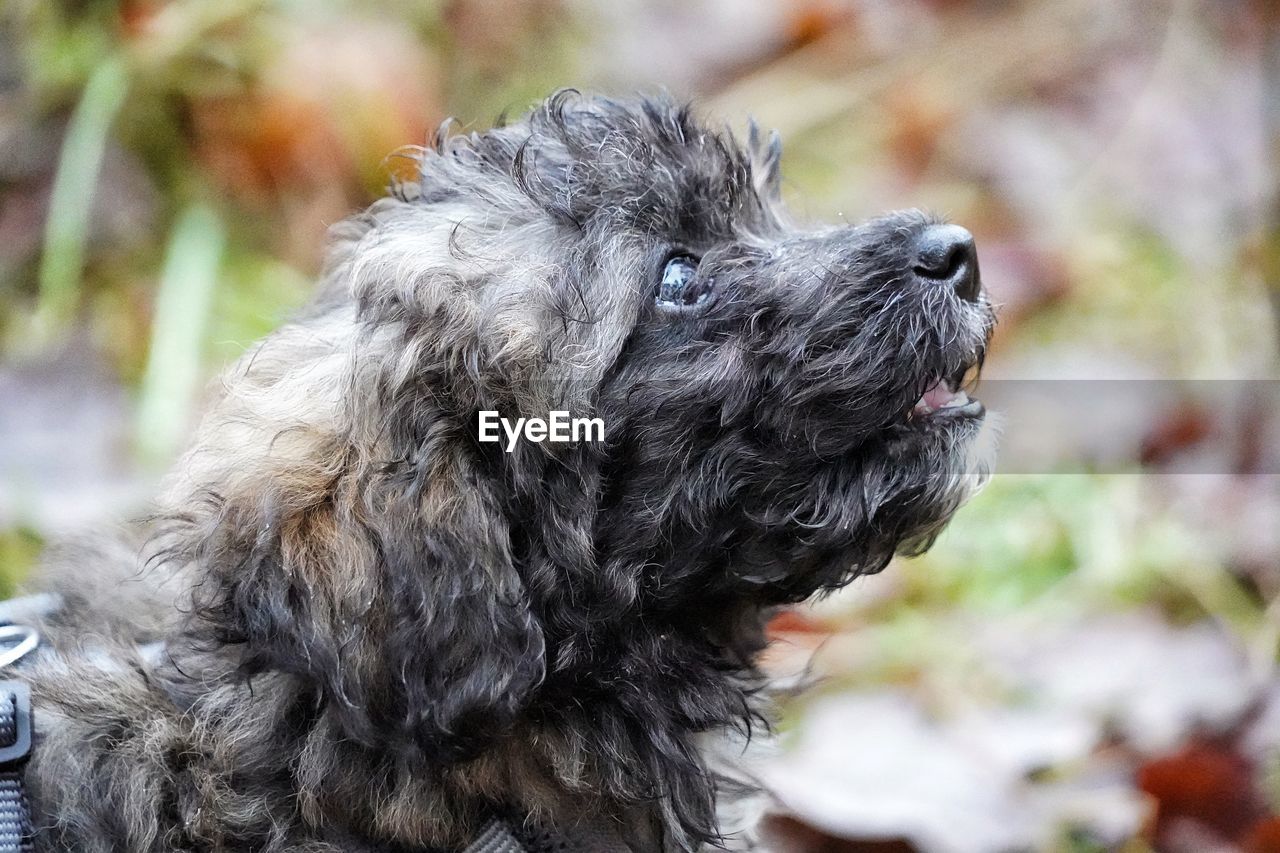 one animal, animal themes, pet, dog, animal, canine, domestic animals, mammal, animal hair, havanese, focus on foreground, cockapoo, looking, lap dog, carnivore, animal body part, puppy, no people, black, close-up, looking away, cute, day