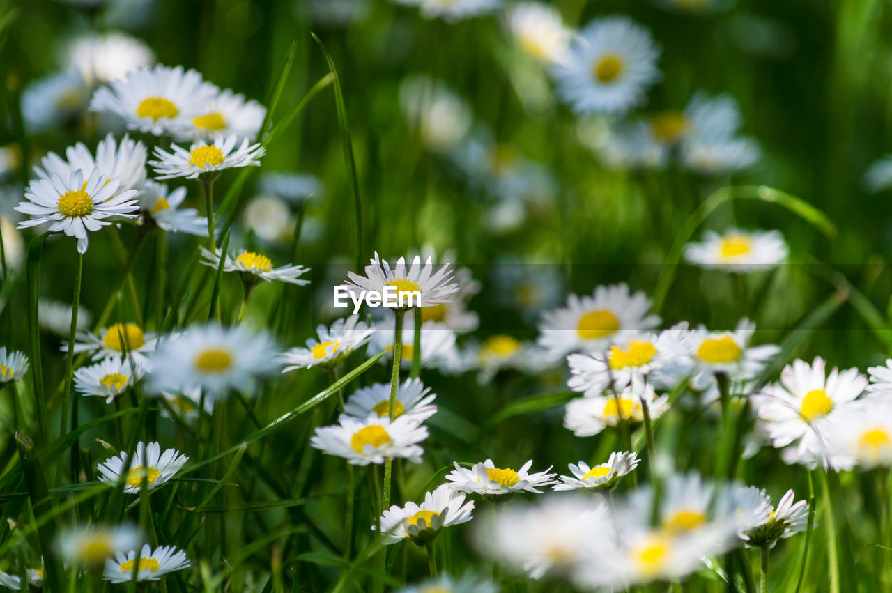 Daisies blooming outdoors