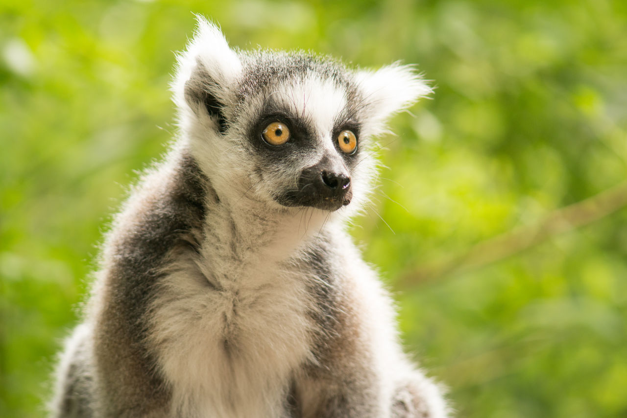 Portrait of a ring-tailed lemur looking away