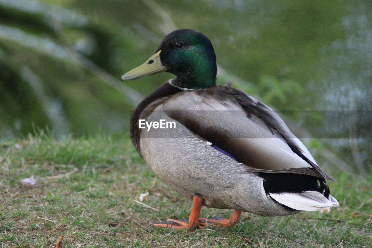 Close-up of mallard duck on field