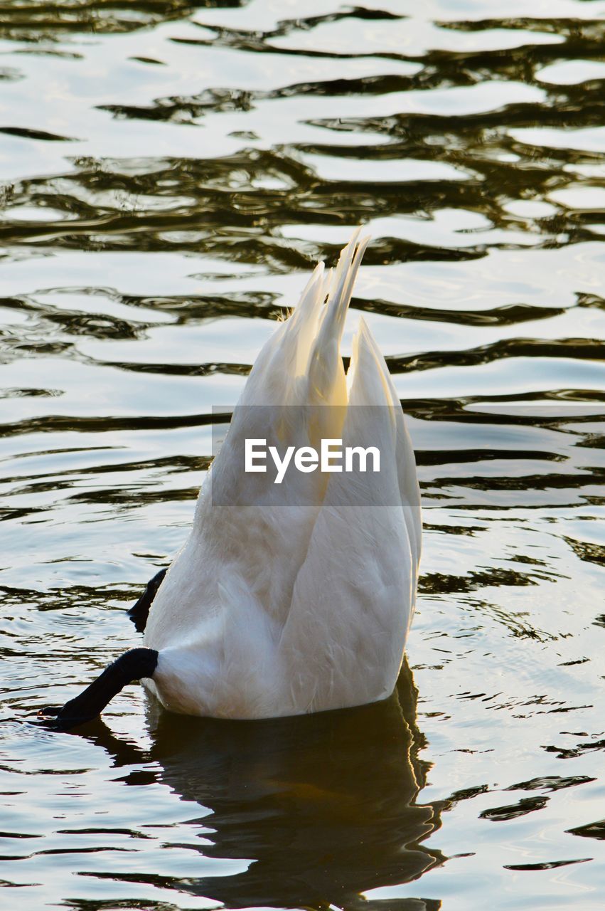 SWANS SWIMMING IN LAKE