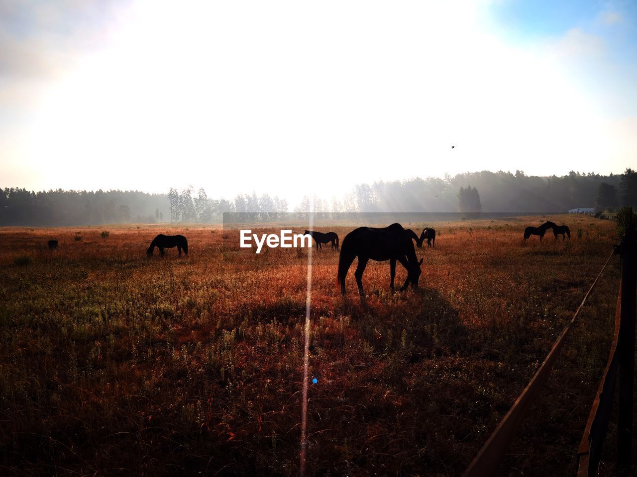 Horses in a field