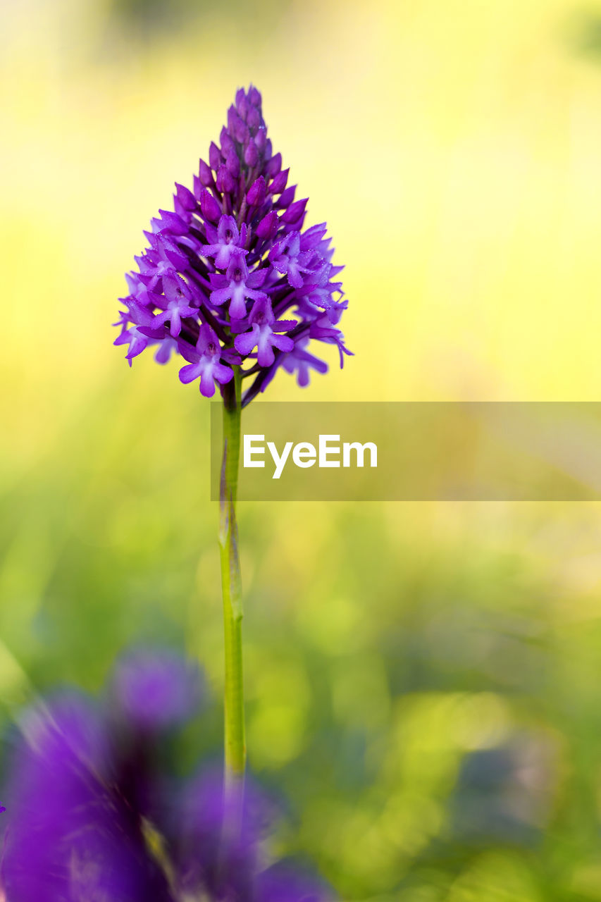 Close-up of purple flower blooming outdoors