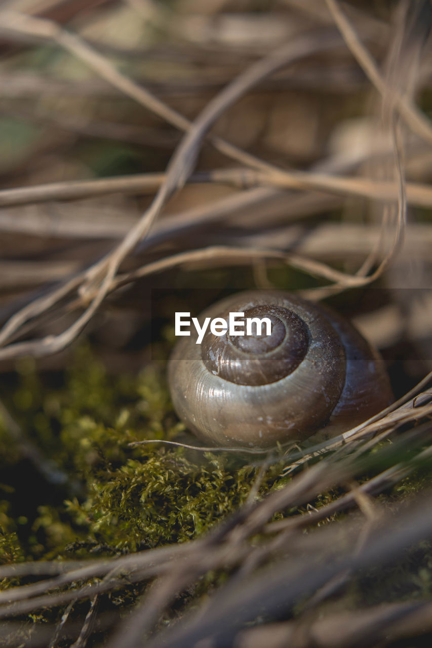 CLOSE-UP OF SNAIL ON PLANTS