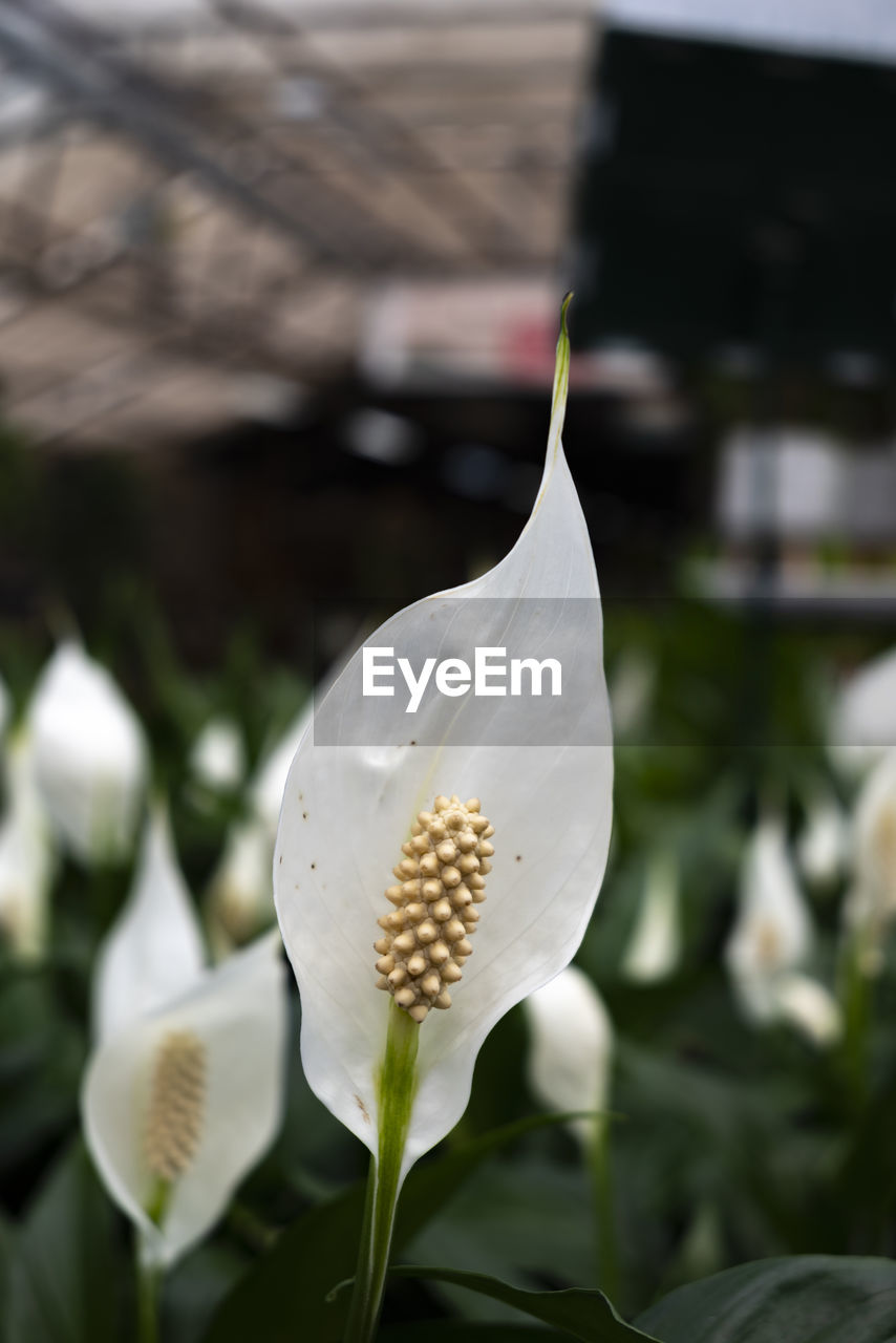 flower, plant, flowering plant, beauty in nature, freshness, close-up, nature, white, growth, petal, flower head, no people, fragility, focus on foreground, inflorescence, outdoors, botany, leaf, day, water, pollen, plant part, blossom, springtime