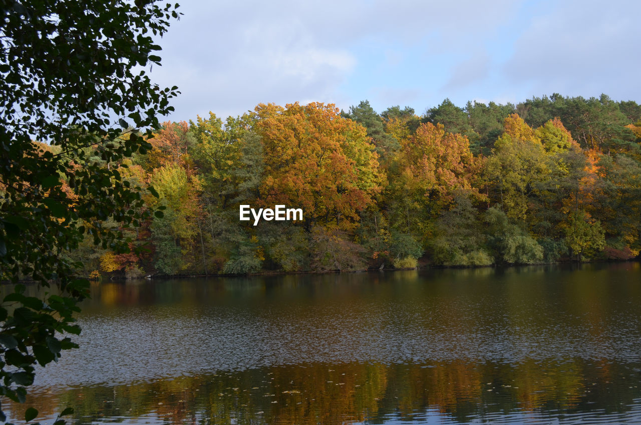 Trees by lake