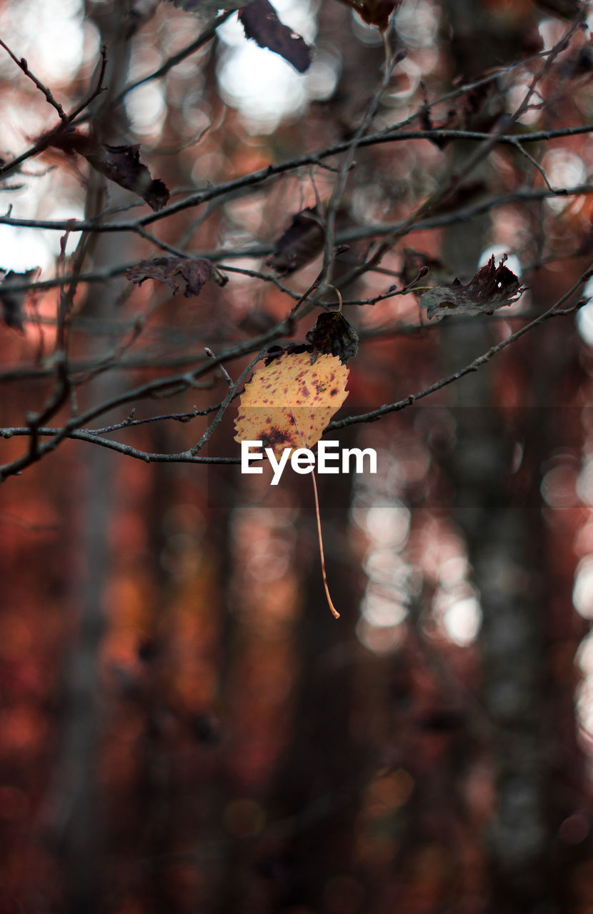 Close-up of autumn leaf on branch