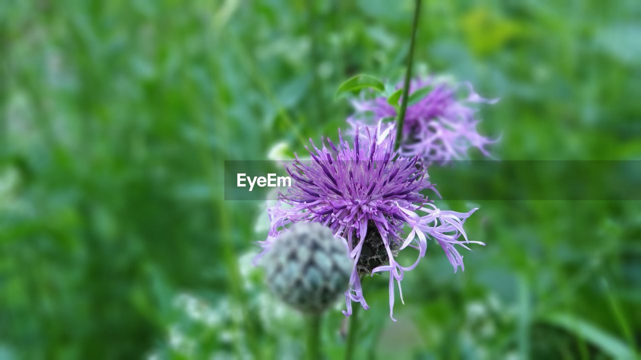 CLOSE-UP OF PURPLE FLOWERING PLANTS