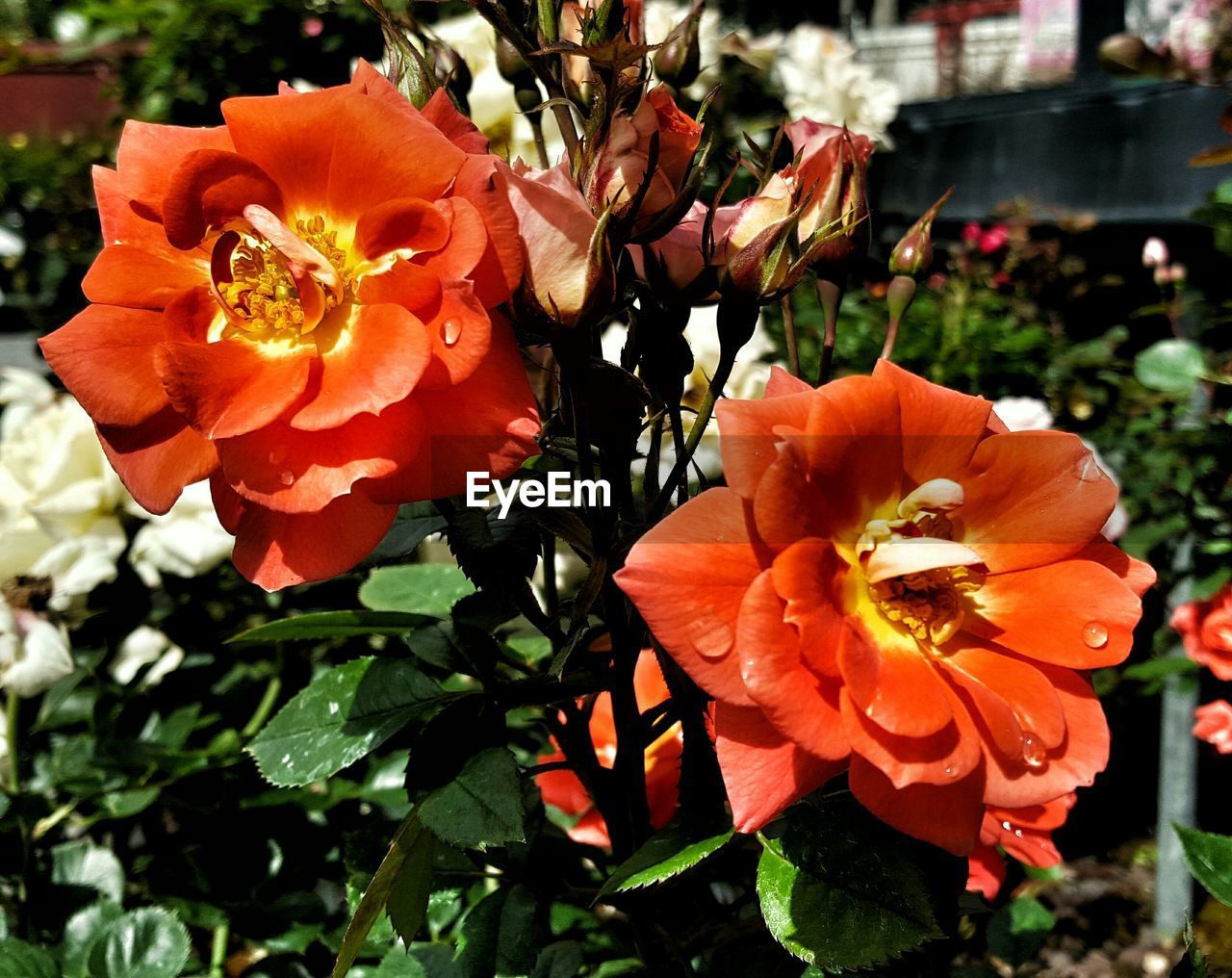 CLOSE-UP OF RED FLOWERS