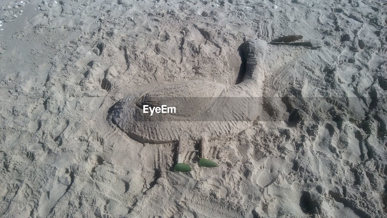 HIGH ANGLE VIEW OF ANIMAL ON SHORE