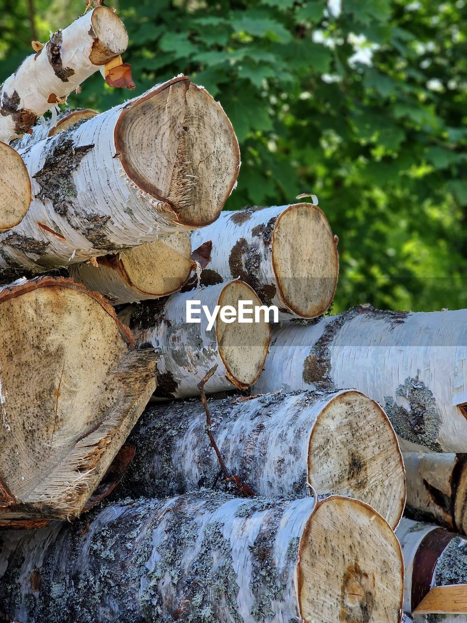 tree, day, log, nature, forest, wood, deforestation, firewood, large group of objects, timber, trunk, plant, lumber industry, no people, outdoors, land, abundance, environmental issues, field, autumn, leaf, high angle view, close-up, logging