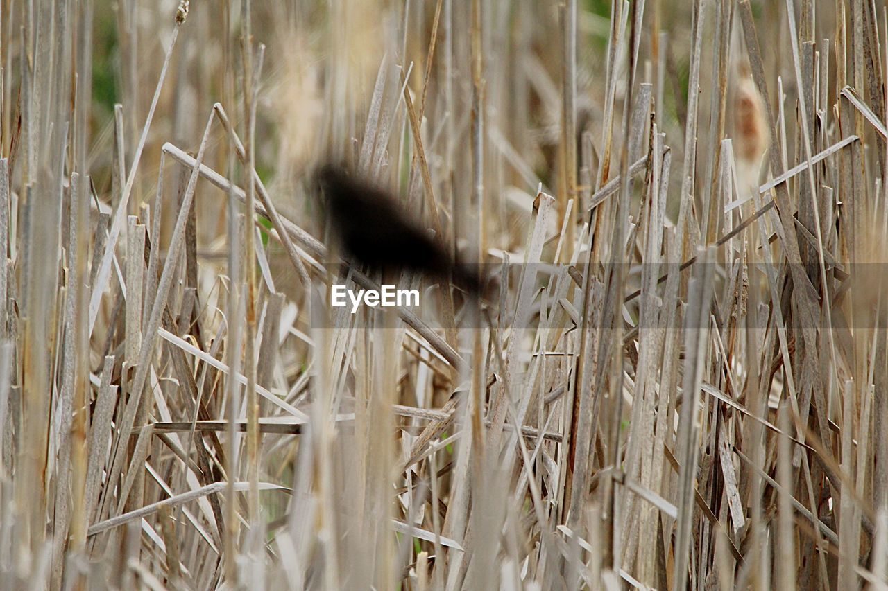 VIEW OF ANIMAL ON FIELD