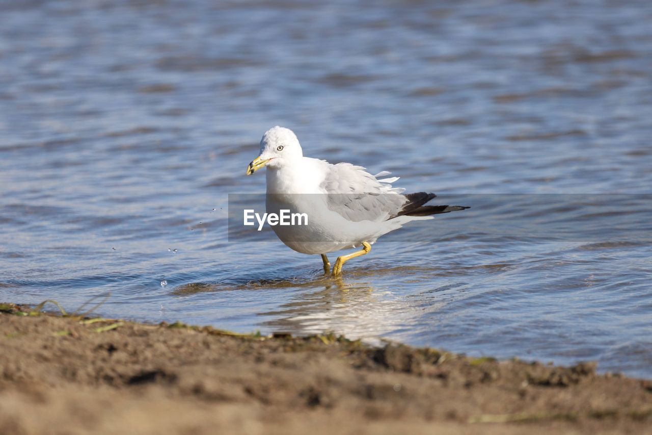 Seagull perching on a beach