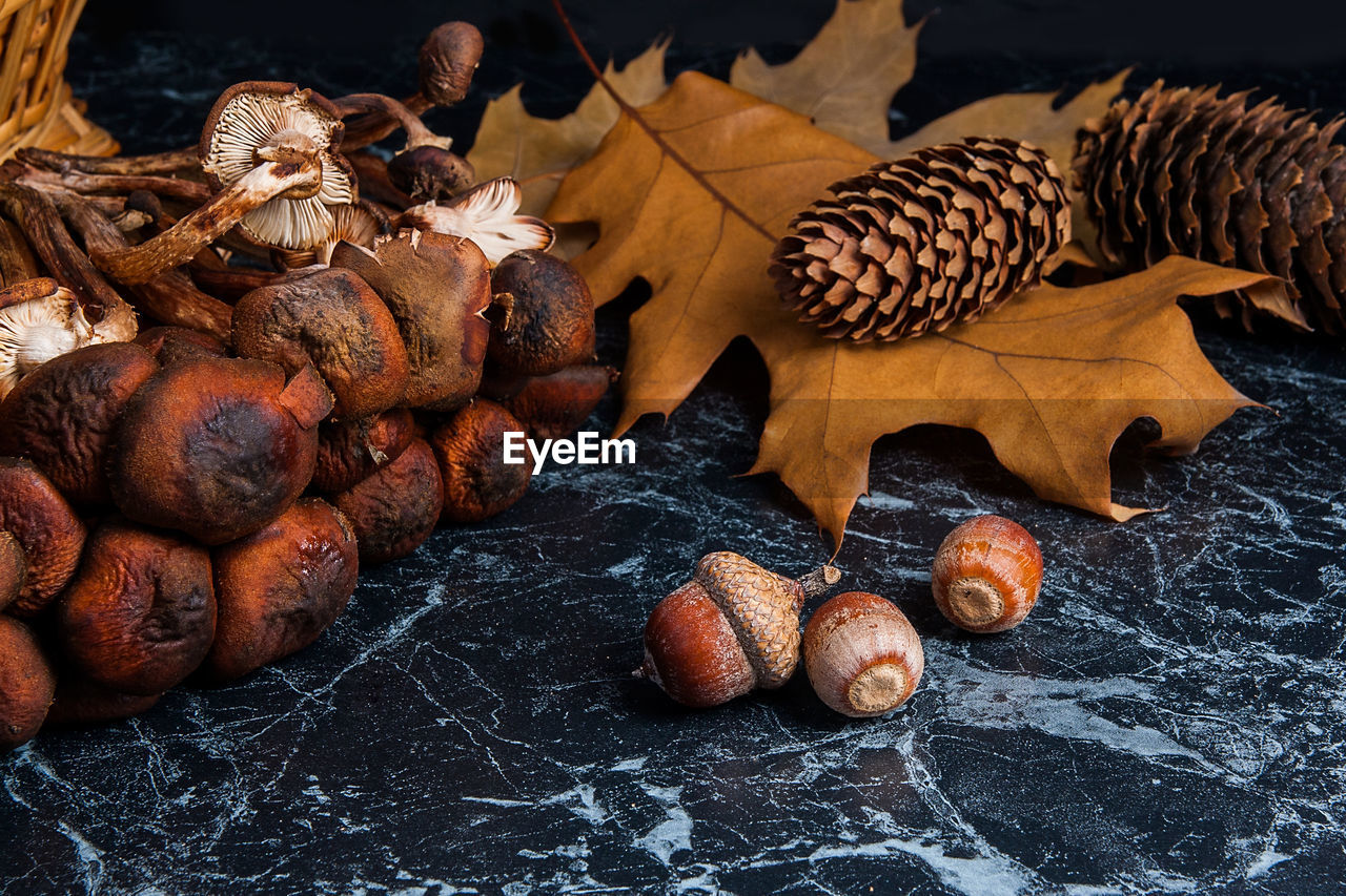 High angle view of mushrooms and acorns on granite table