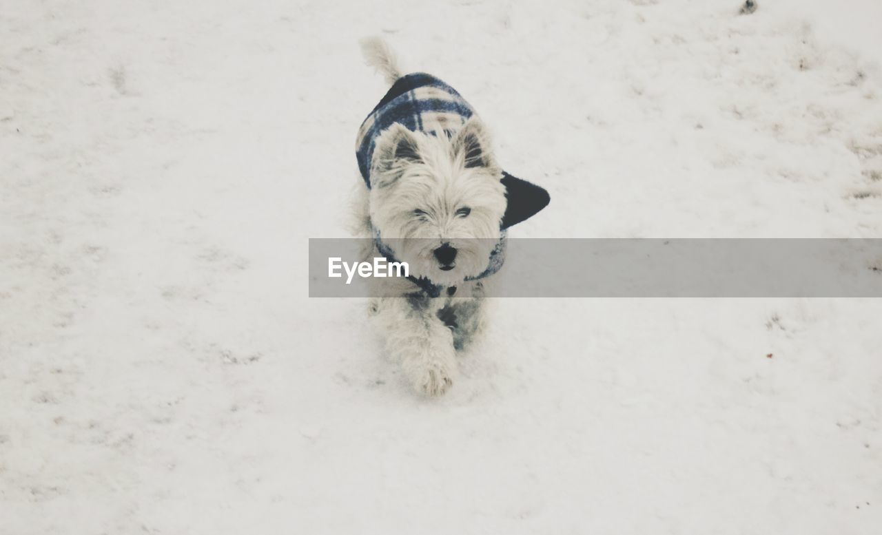 Small dressed dog walking in snow