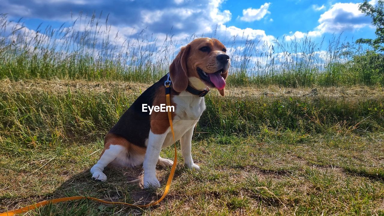 one animal, pet, animal themes, animal, mammal, dog, canine, domestic animals, plant, grass, cloud, nature, sky, facial expression, sticking out tongue, no people, land, field, looking away, day, collar, pet collar, looking, beagle, hound, outdoors, mouth open, sunlight, animal body part