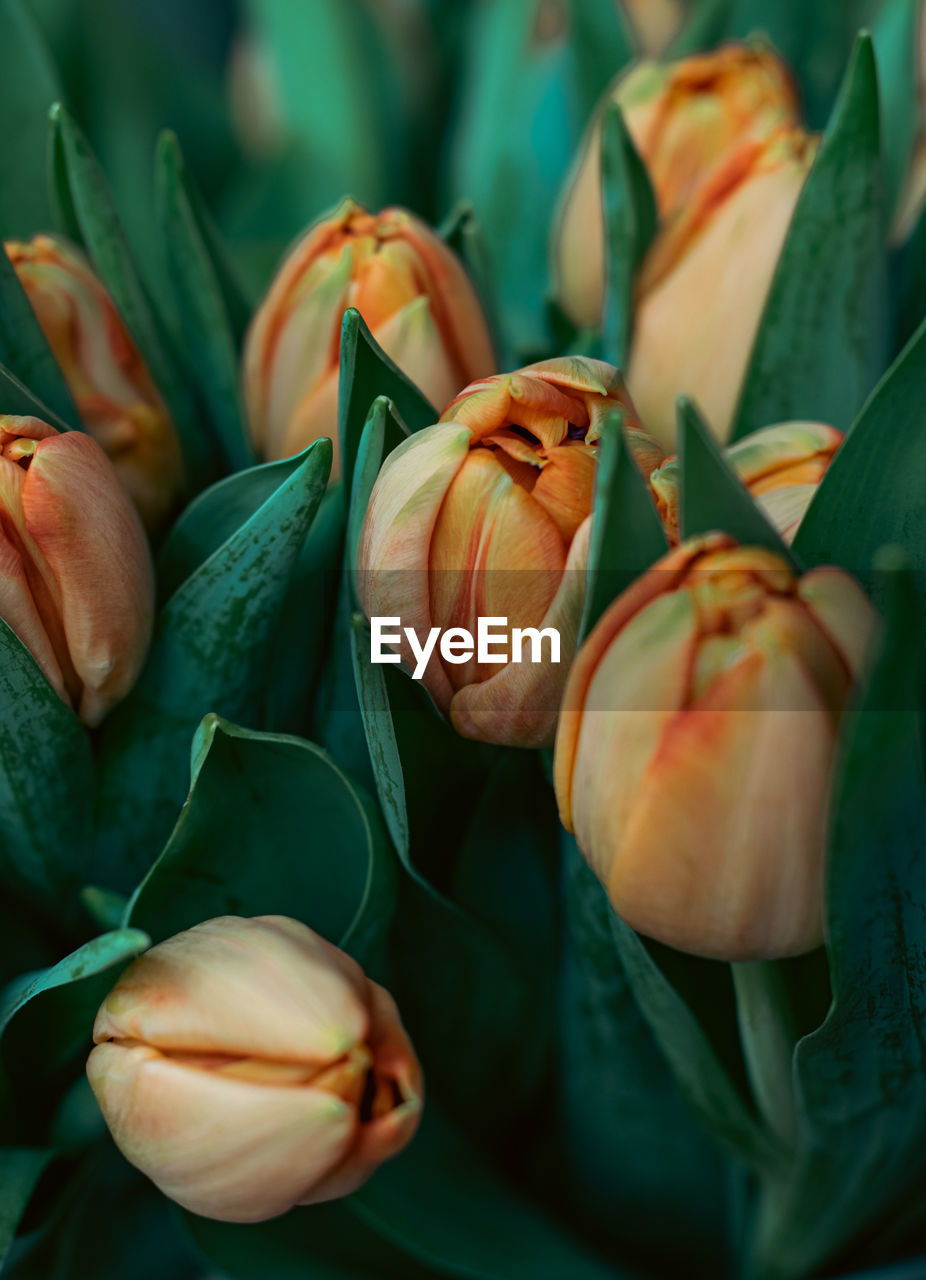 Close-up of flower, orange tulips close-up with soft light