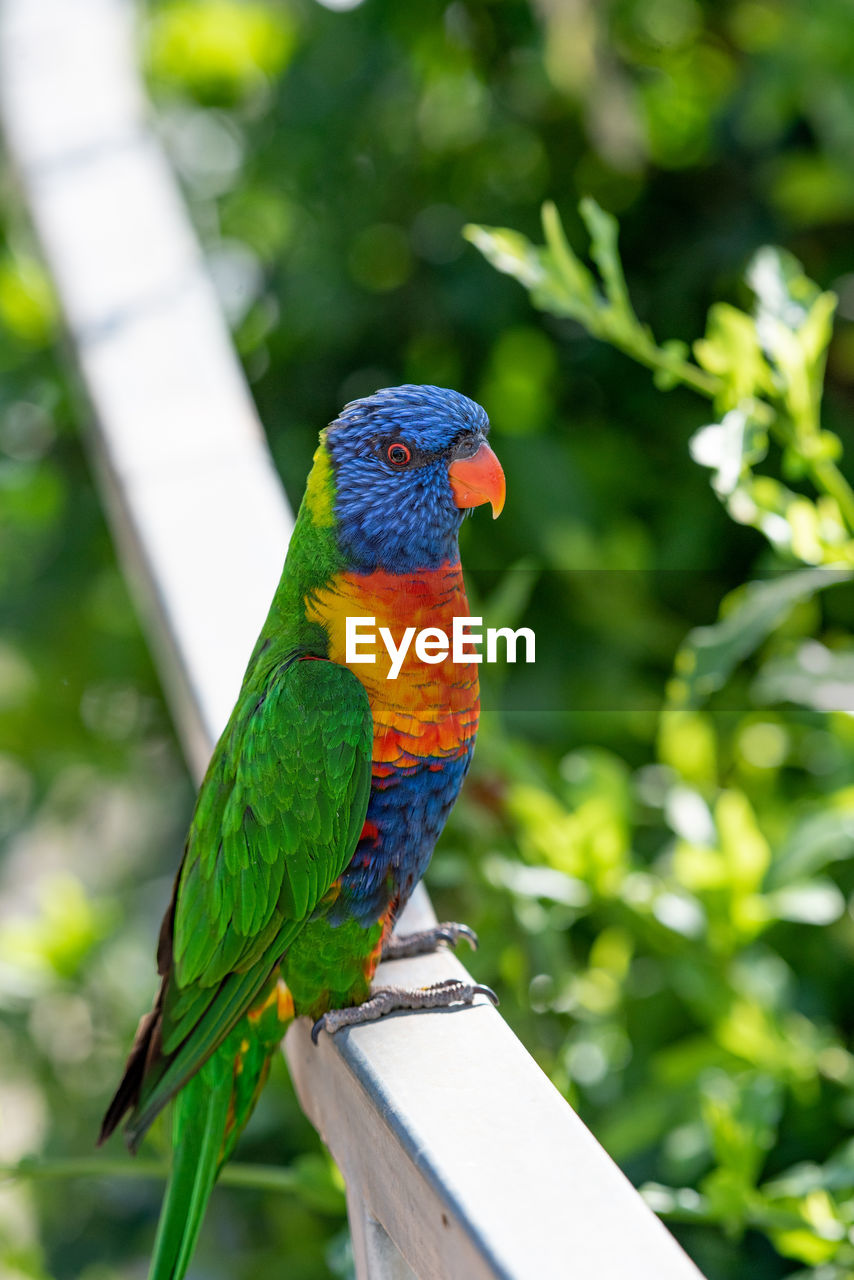 BIRD PERCHING ON WOOD