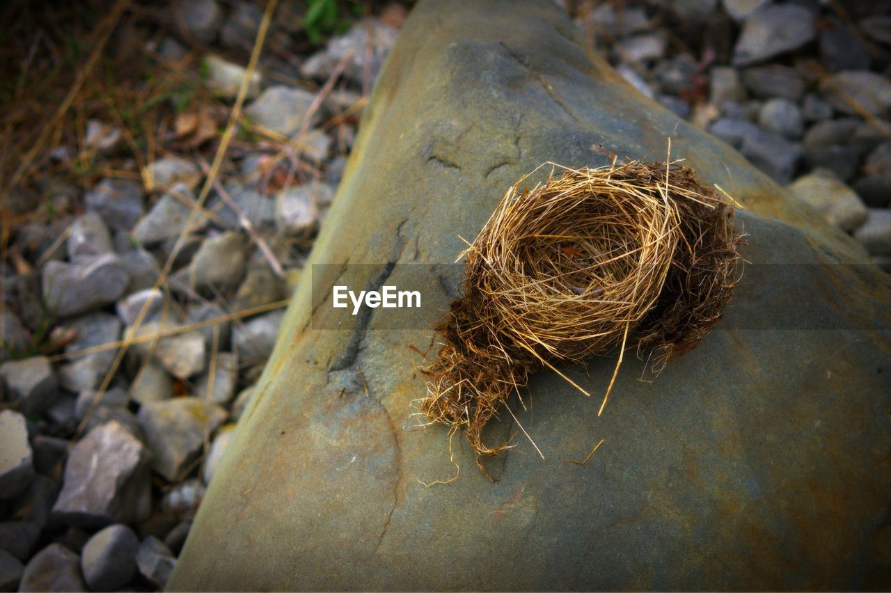 High angle view of bird nest on rock