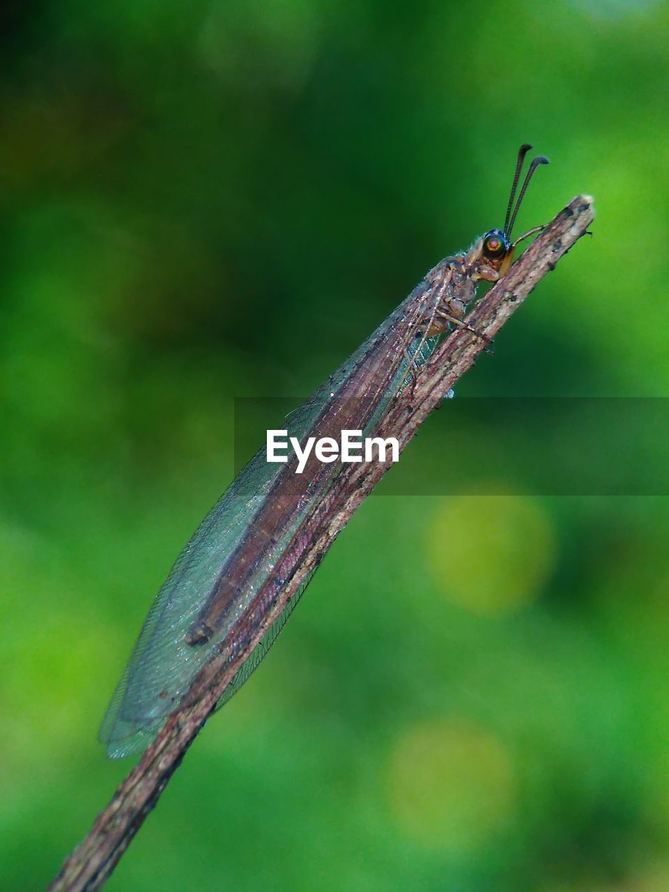 CLOSE-UP OF DRAGONFLY