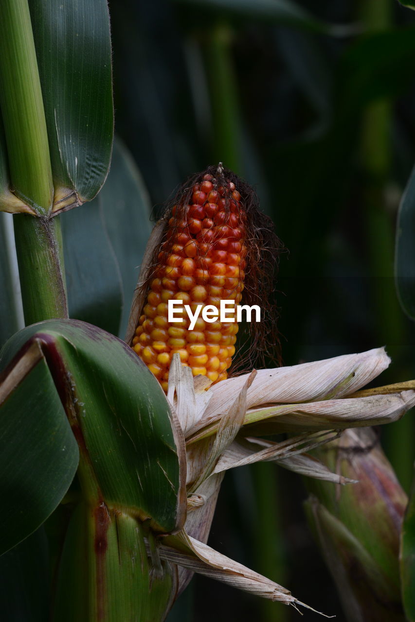 CLOSE-UP OF FRESH CORN