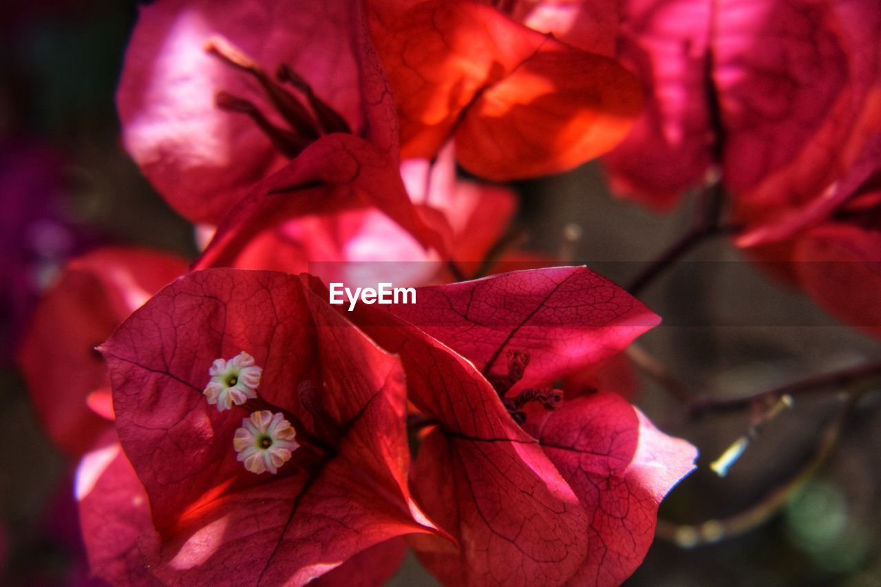 Close-up of red flowering plant