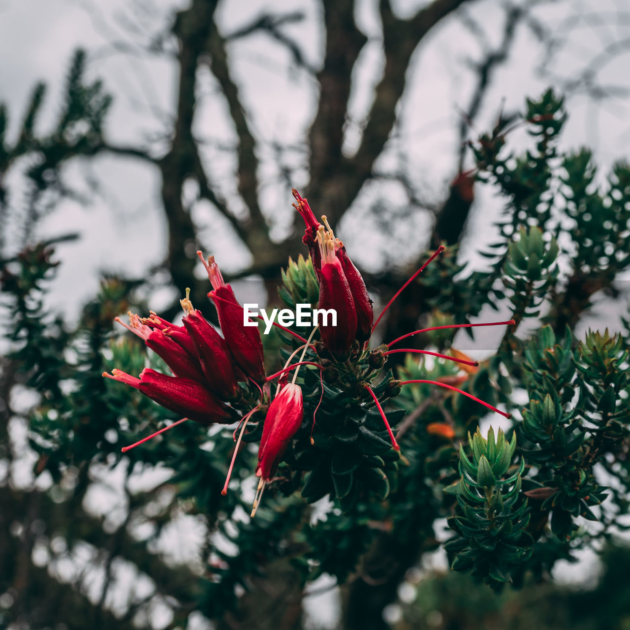 CLOSE-UP OF RED FLOWER ON TREE