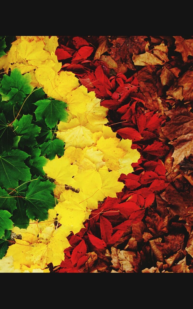 CLOSE-UP OF YELLOW MAPLE LEAF ON PLANT