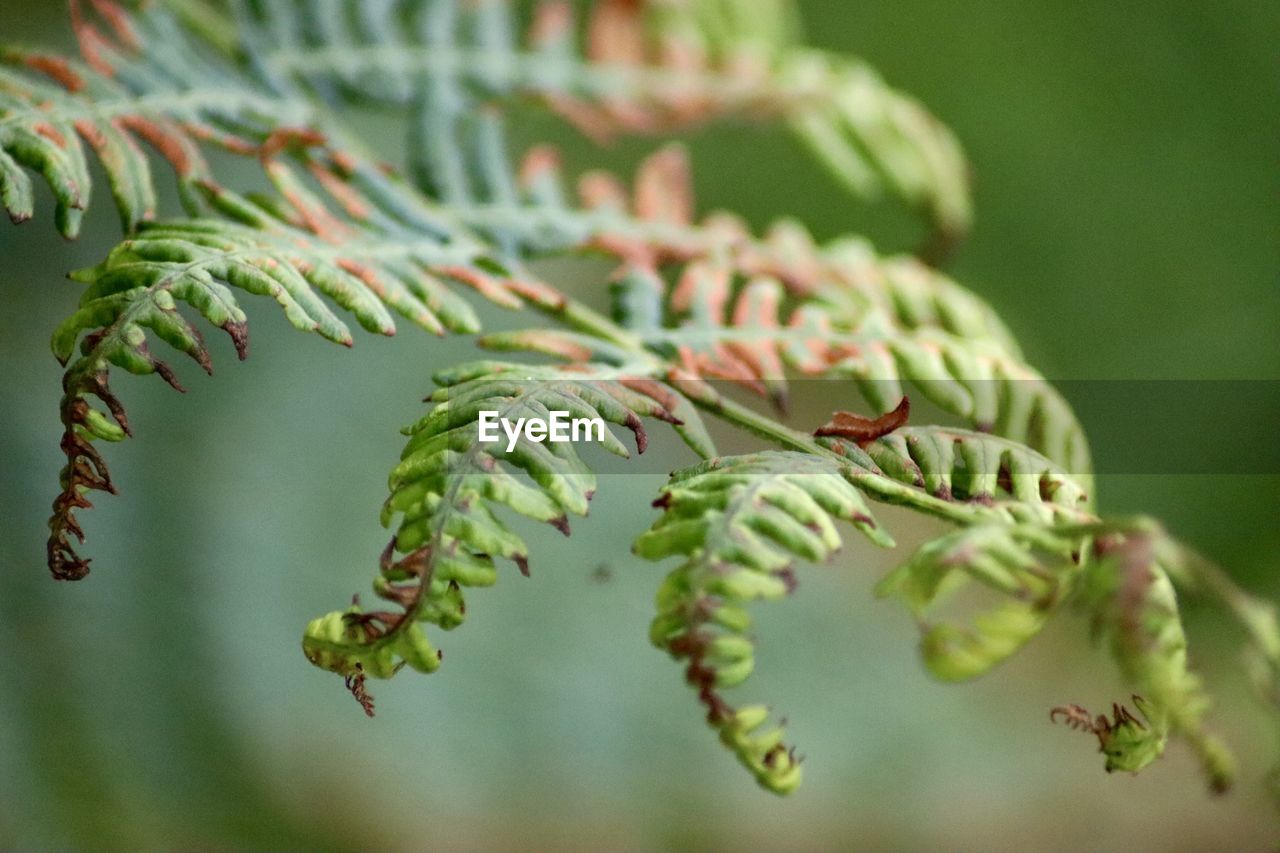 Close-up of a dying fern