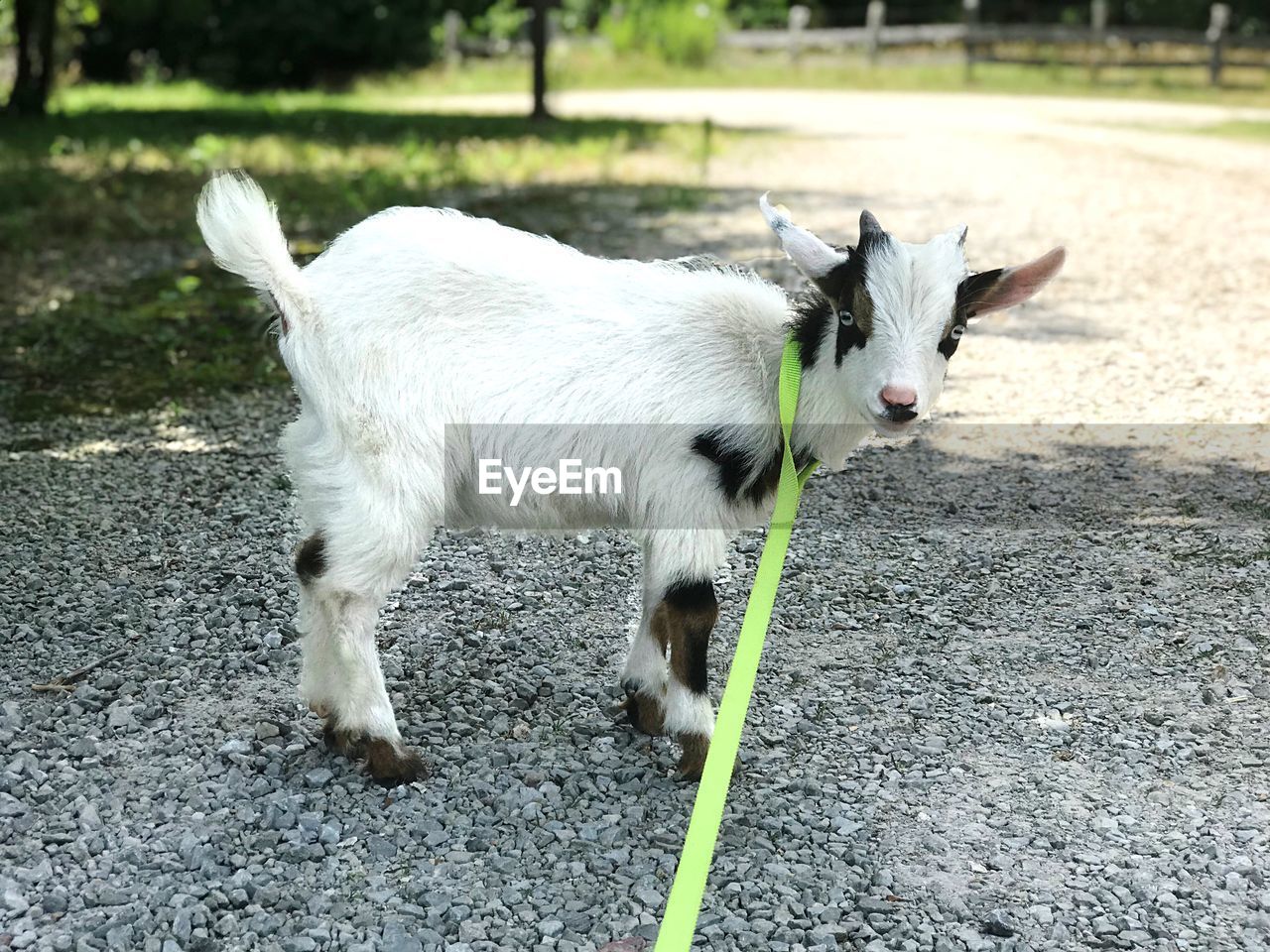 Portrait of goat standing on field