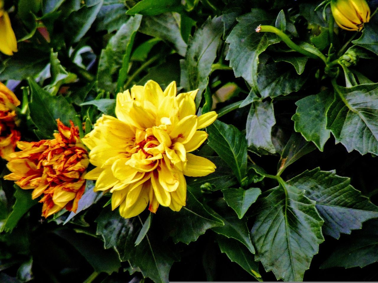 CLOSE-UP OF YELLOW FLOWERS BLOOMING