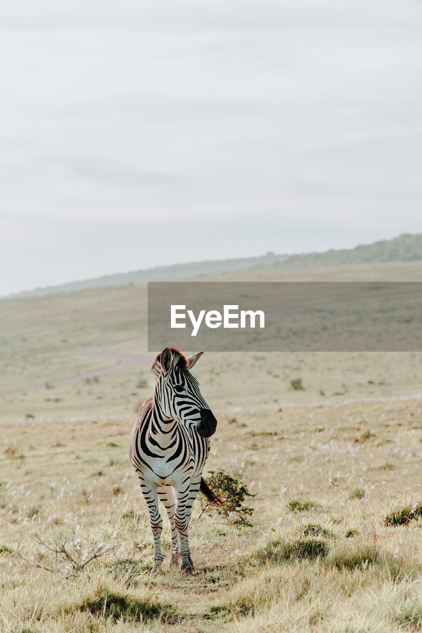 Zebra standing on field against sky