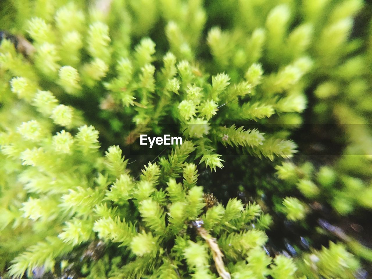 PLANTS GROWING ON A TREE