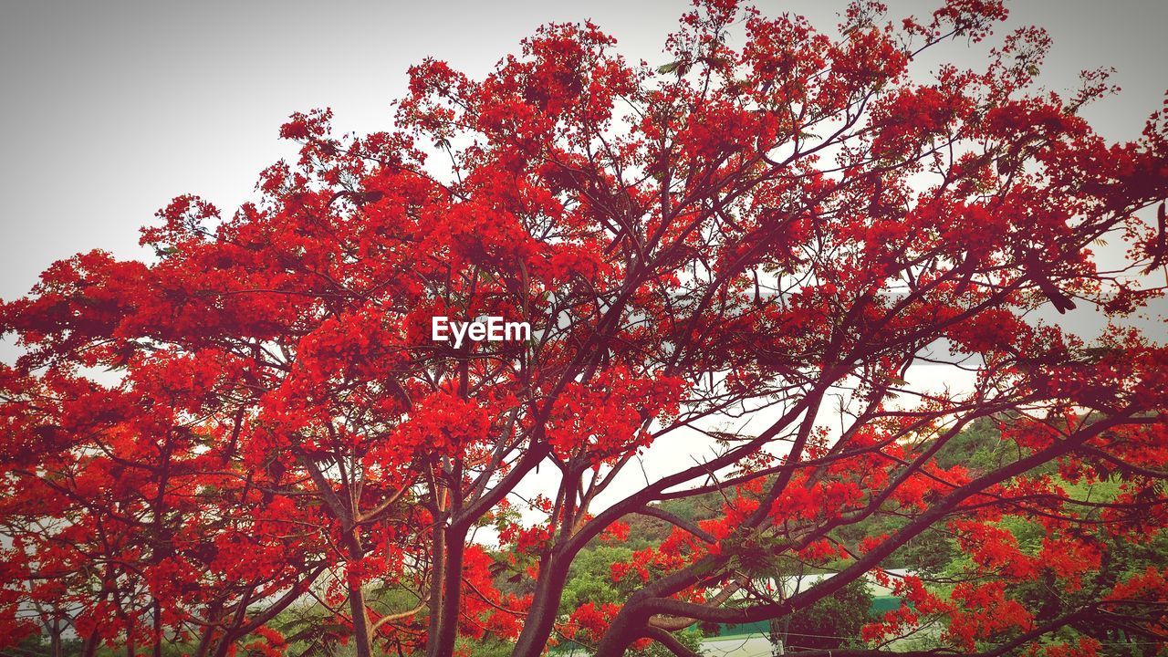 LOW ANGLE VIEW OF MAPLE TREE AGAINST SKY