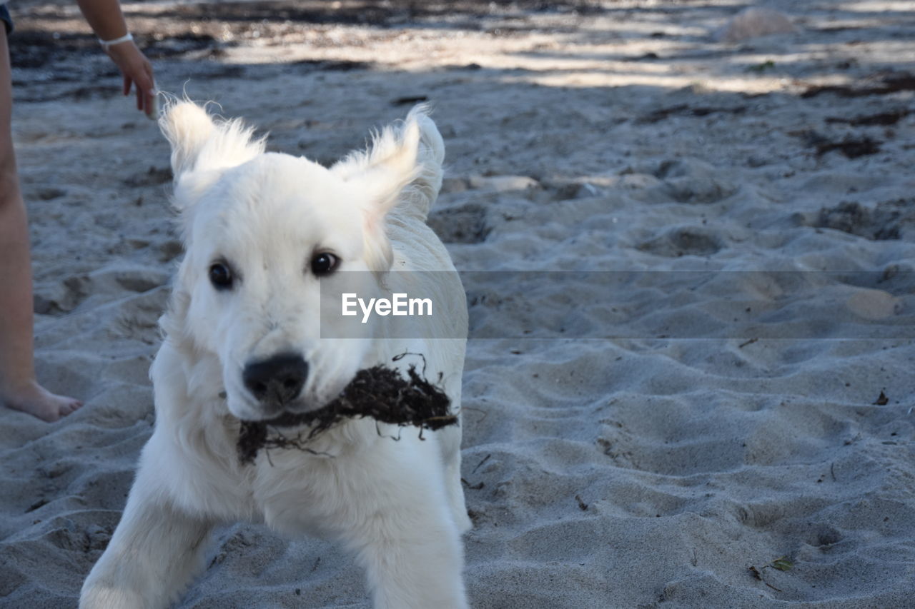 CLOSE-UP OF DOG ON BEACH