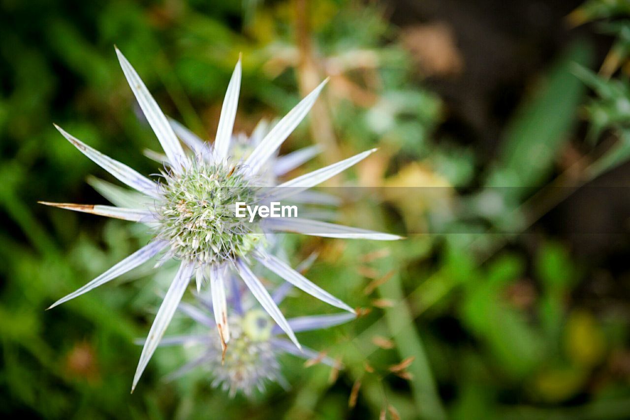 Close-up of flower