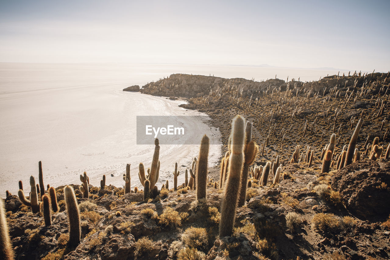 Cactus field over incahuasi island in uyuni