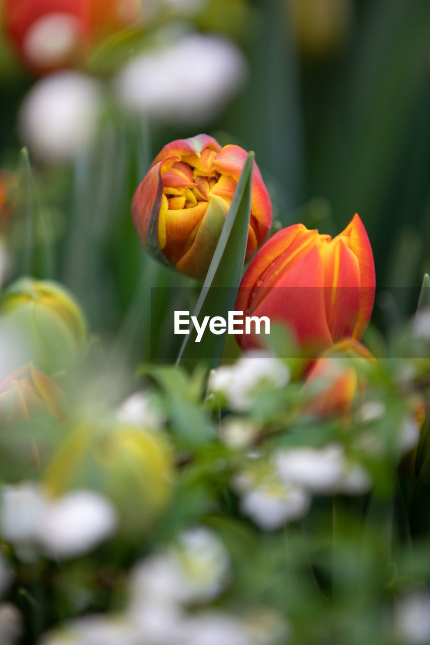 CLOSE-UP OF ORANGE TULIPS