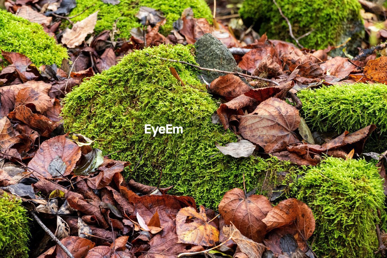 HIGH ANGLE VIEW OF DRY LEAVES ON FALLEN TREE ON FIELD