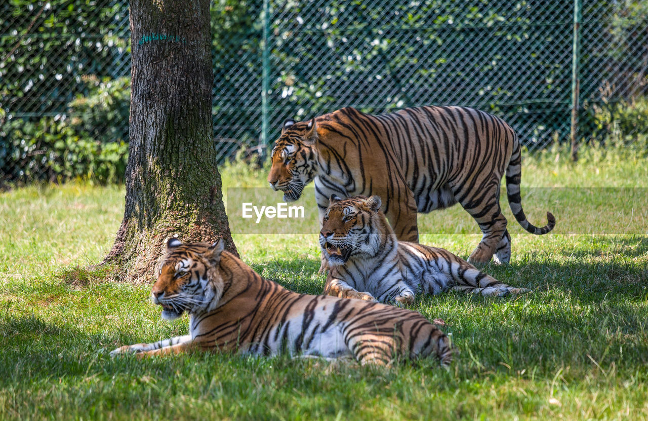 TIGER IN ZOO