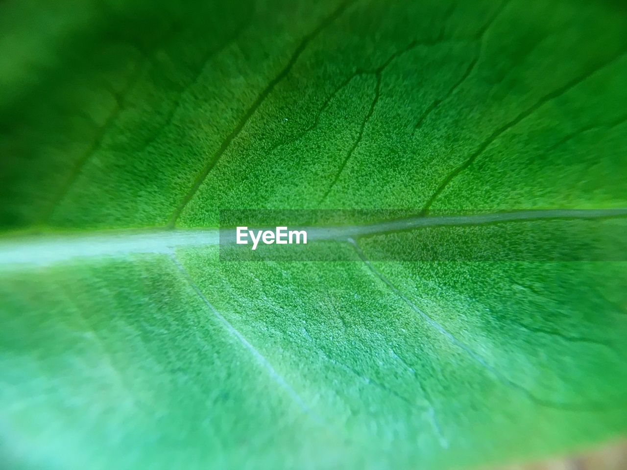 CLOSE-UP OF LEAF