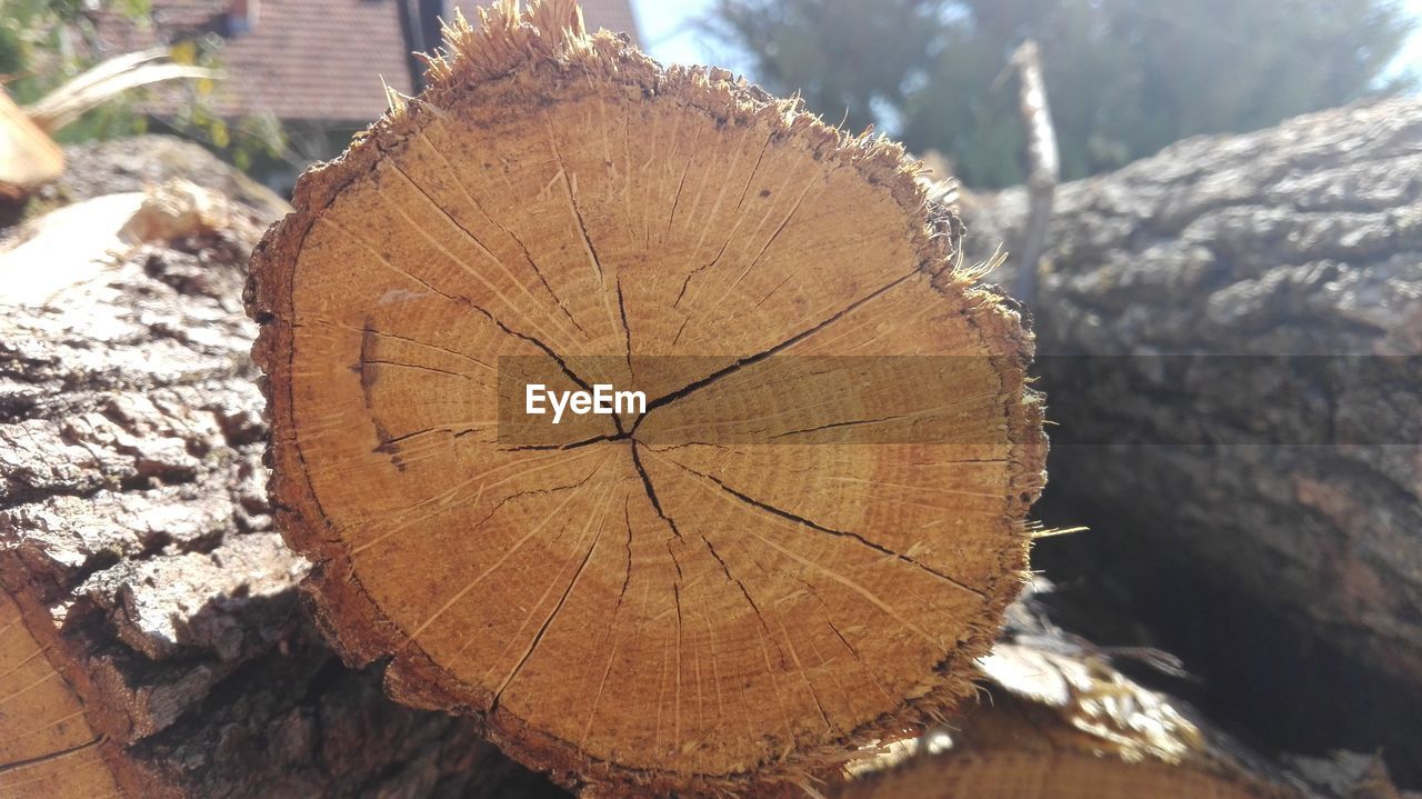 CLOSE-UP OF TREE TRUNK