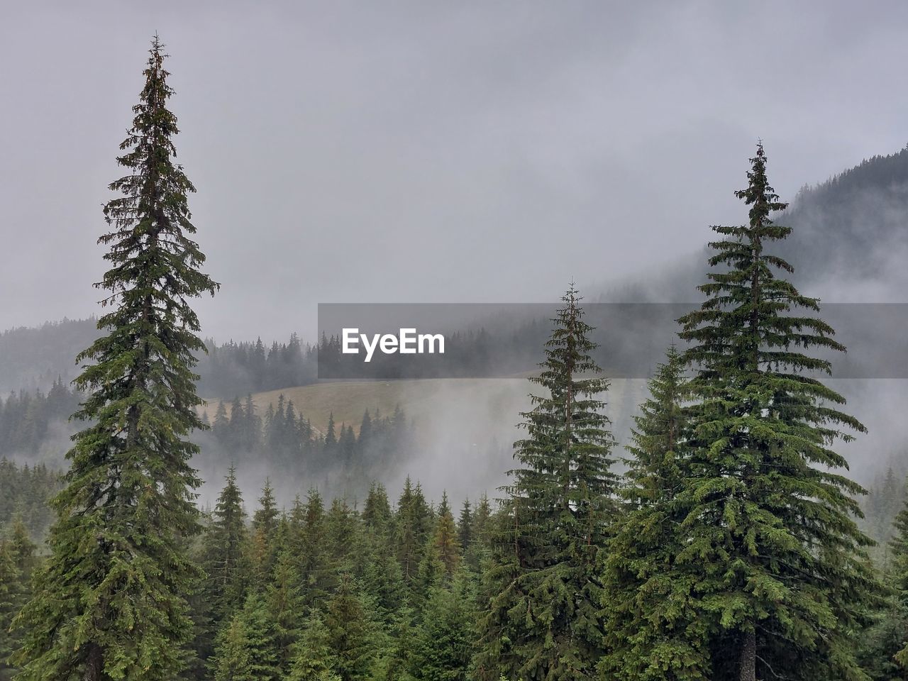 Panoramic view of pine trees in forest against sky