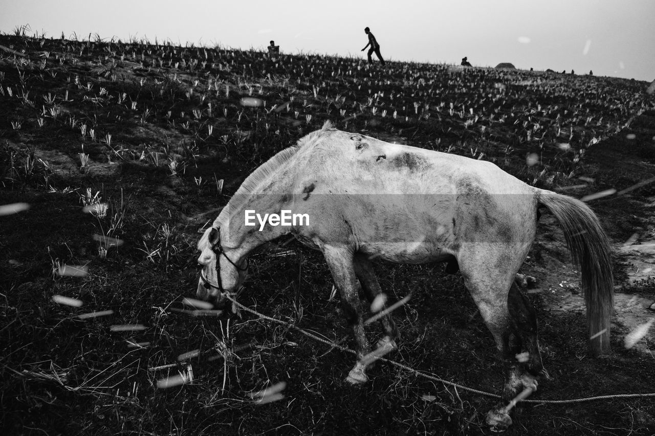 View of horse grazing on field