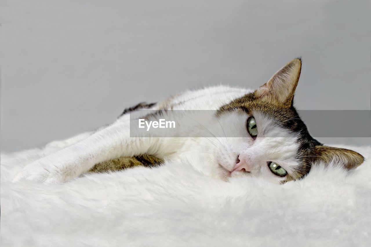 Cute tabby cat lying on a sheep skin and looking at camera.