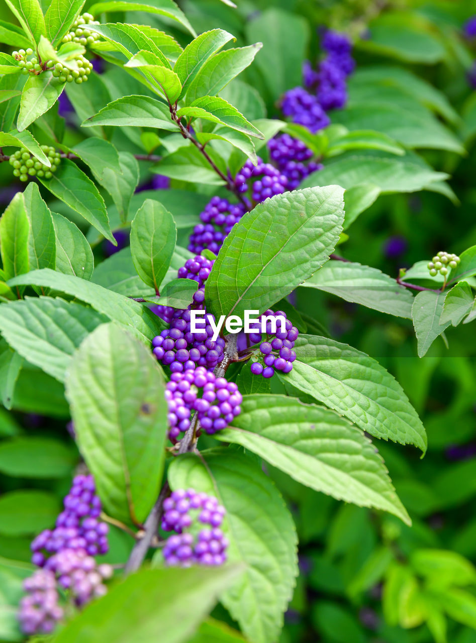 Close-up of fresh purple fruits on plant
