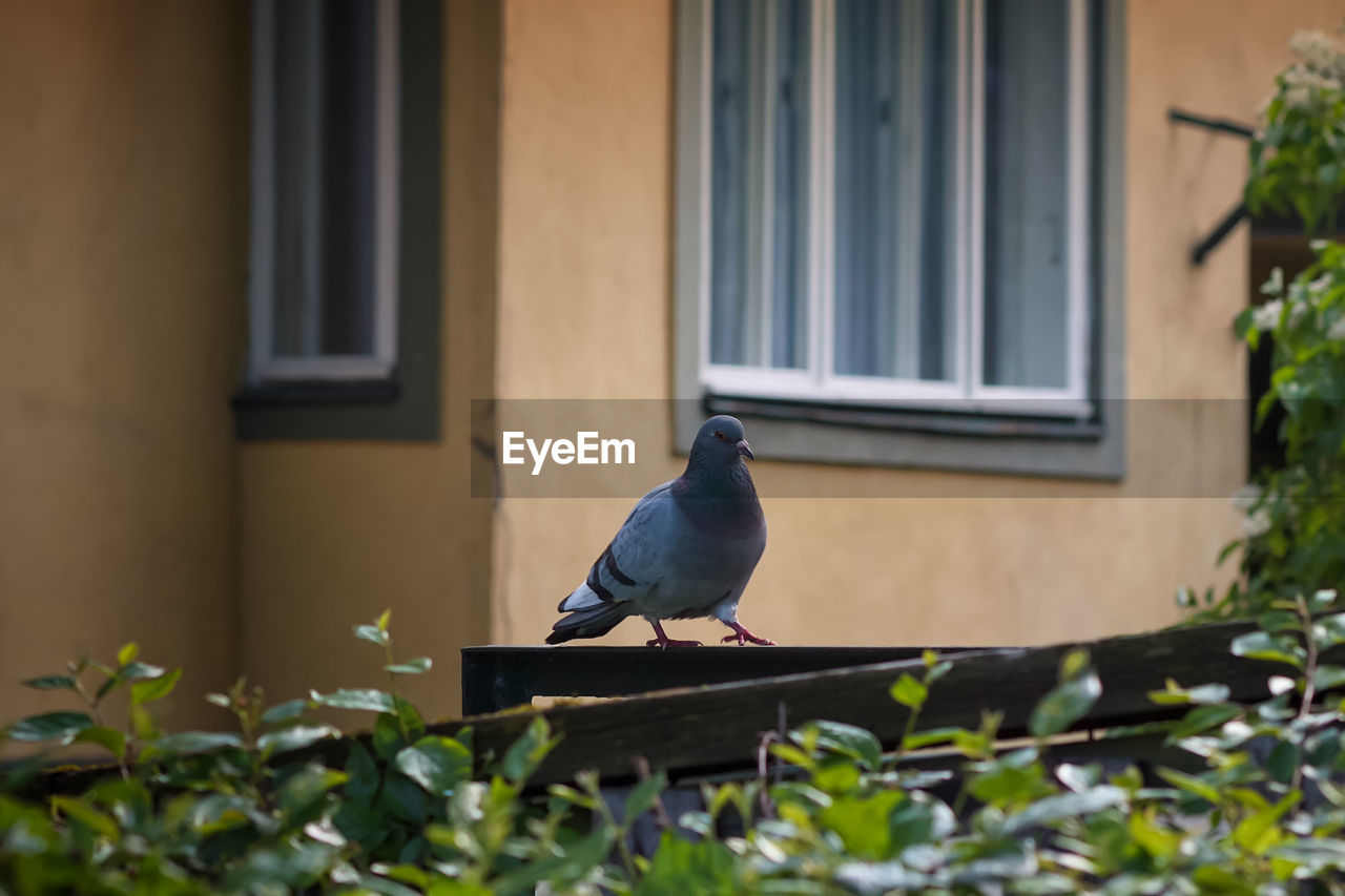 BIRD PERCHING IN A BUILDING