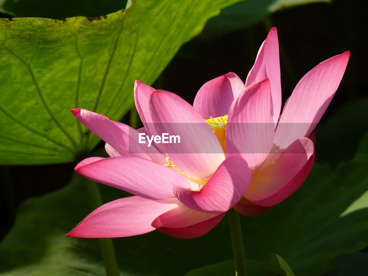 Close-up of pink lotus water lily in pond