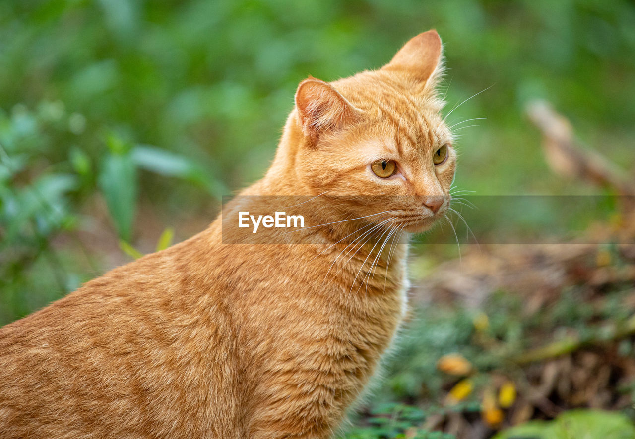 CLOSE-UP OF TABBY CAT